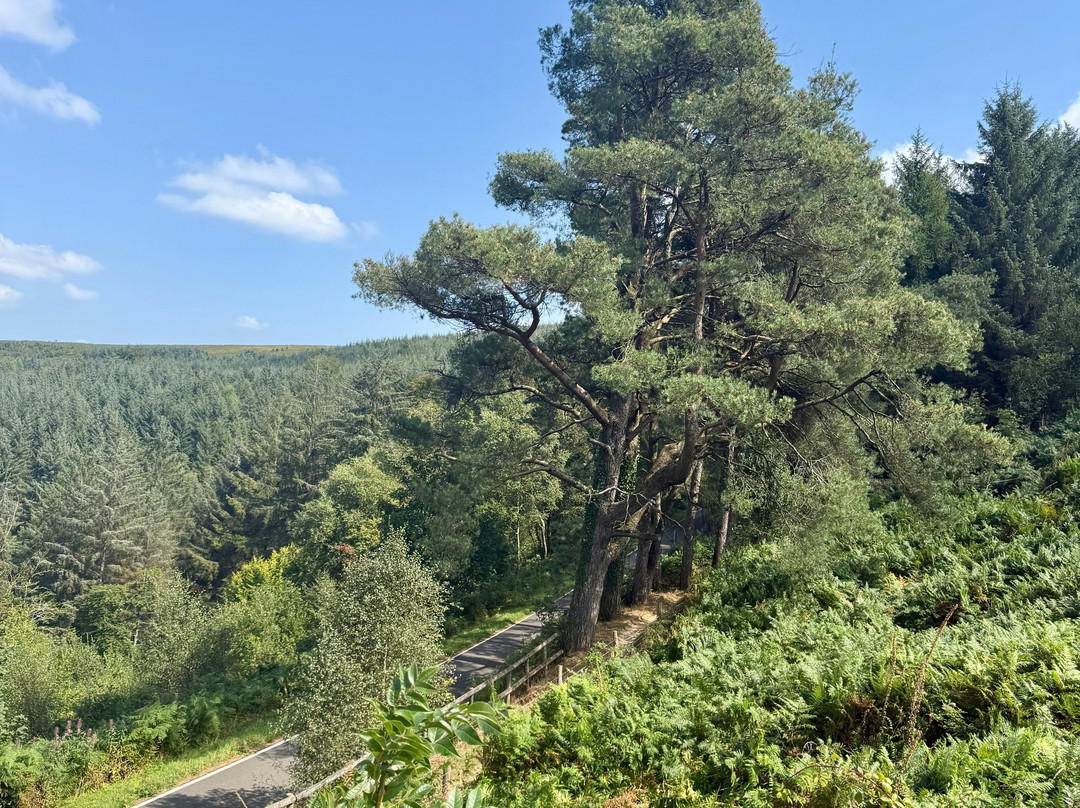 Cwmcarn Forest-Cwmcarn必去景点