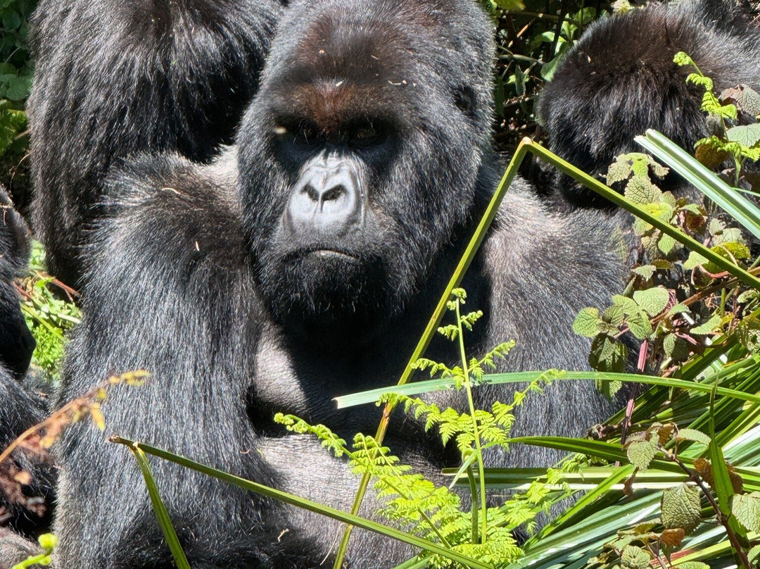 New Horizon Africa Safaris-吉佳利必去景点