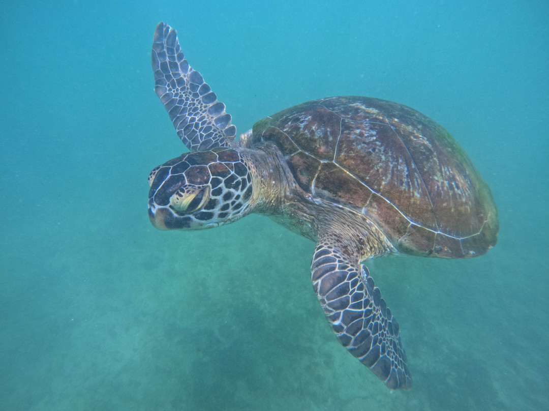 Mirissa Snorkling & Fishing Tours-美蕊沙必去景点