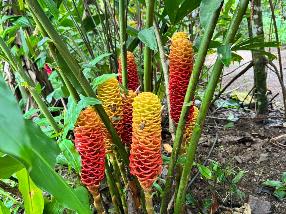 Green Go Costa Rica-利比里亚必去景点