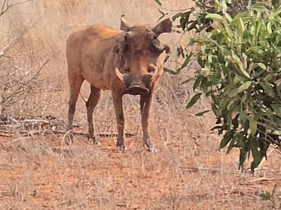 Luchiano Tours and Safaris-迪亚尼必去景点