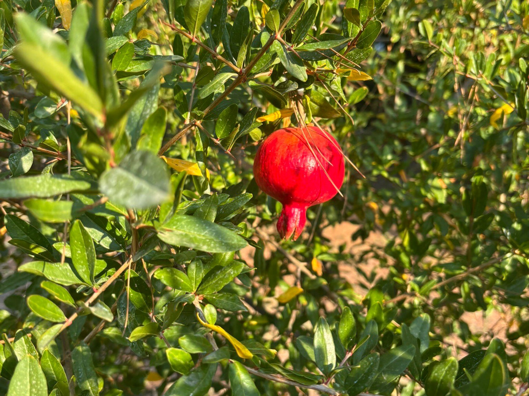 Avatel Eco Lodge主图