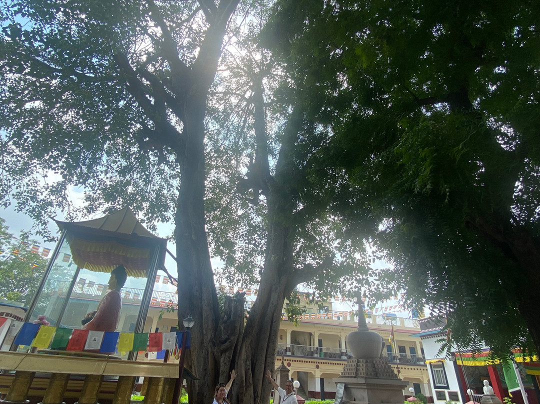 India Private Tour Driver-新德里必去景点