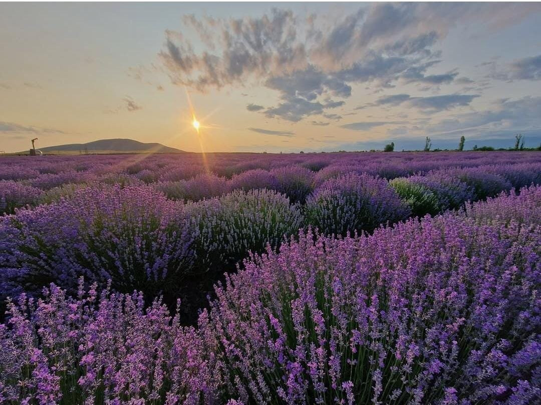 Essenso Lavender Field-Qabala必去景点
