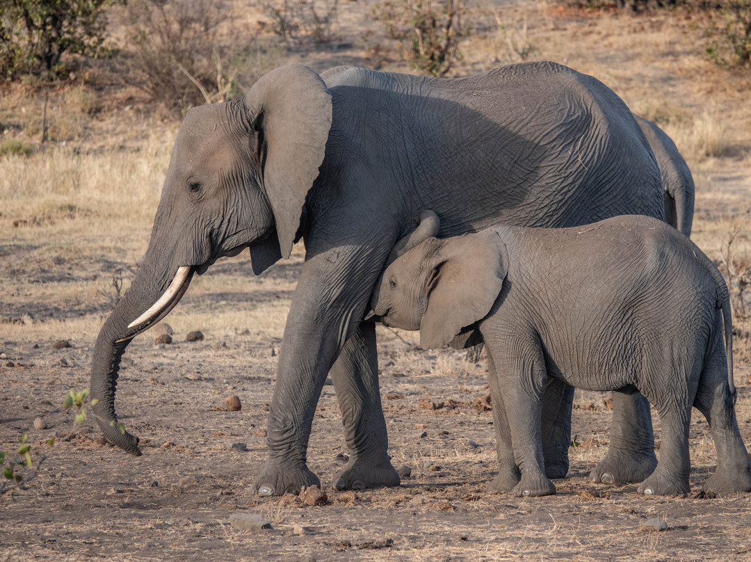 Khalanga Safaris-伐拉博瓦必去景点