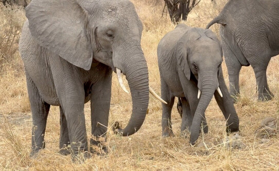 Utopia safaris-阿鲁沙必去景点