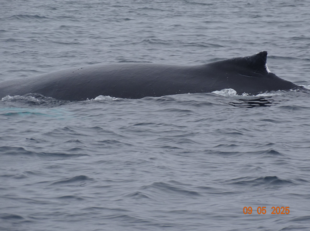Brier Island Whale and Seabird Cruises-Westport必去景点