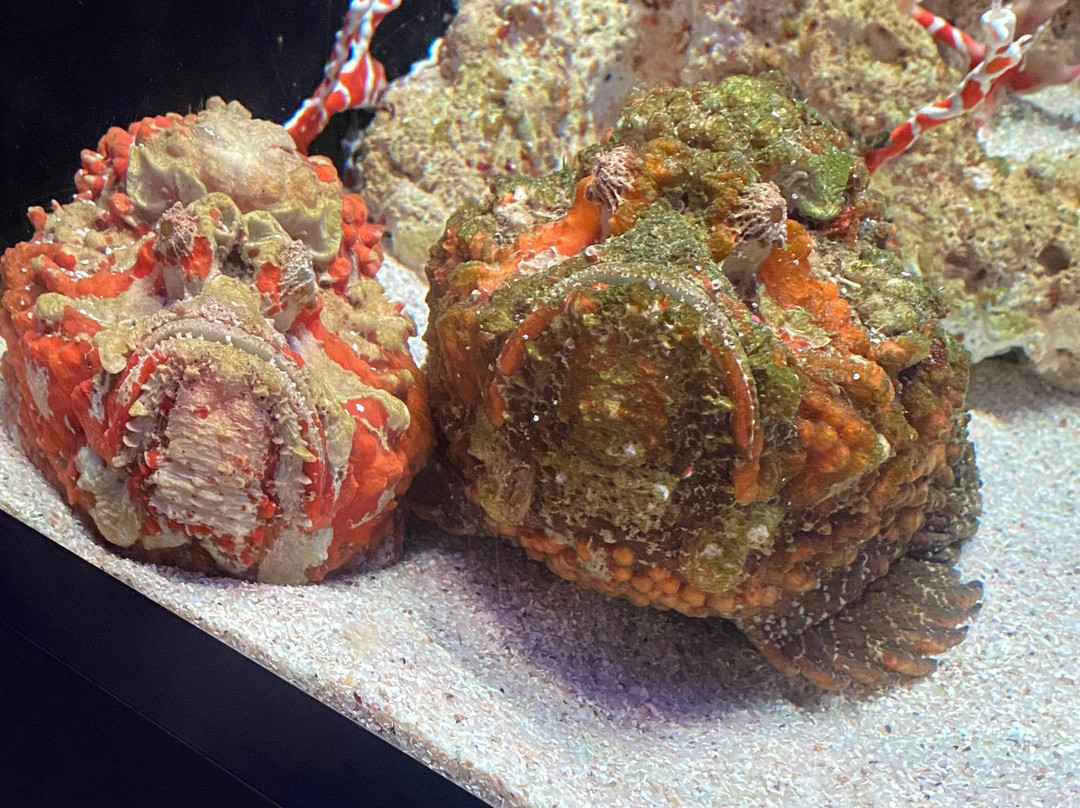 Ningaloo Centre-埃克斯茅斯必去景点