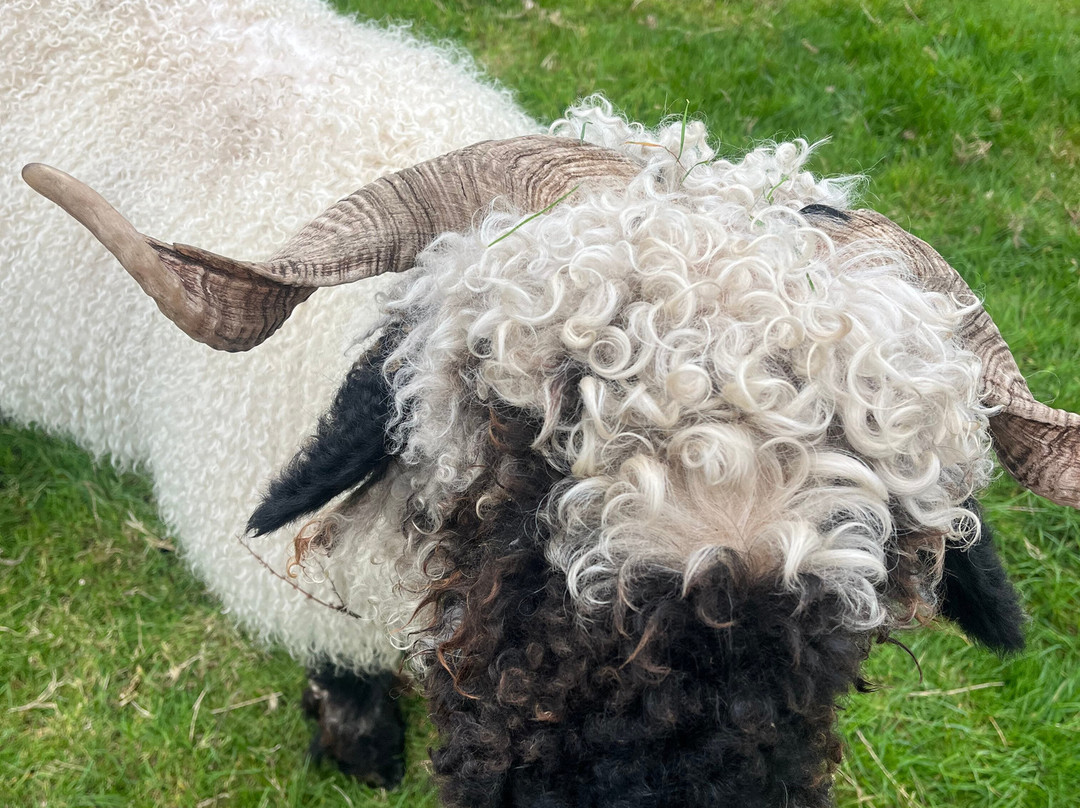 Windmill Animal Farm-Burscough必去景点