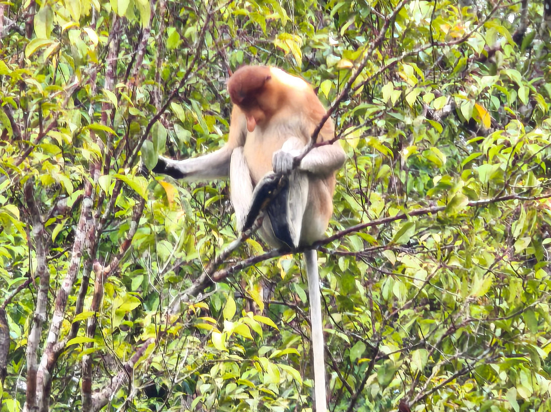 Borneo Eco Tour-Pangkalan Bun必去景点