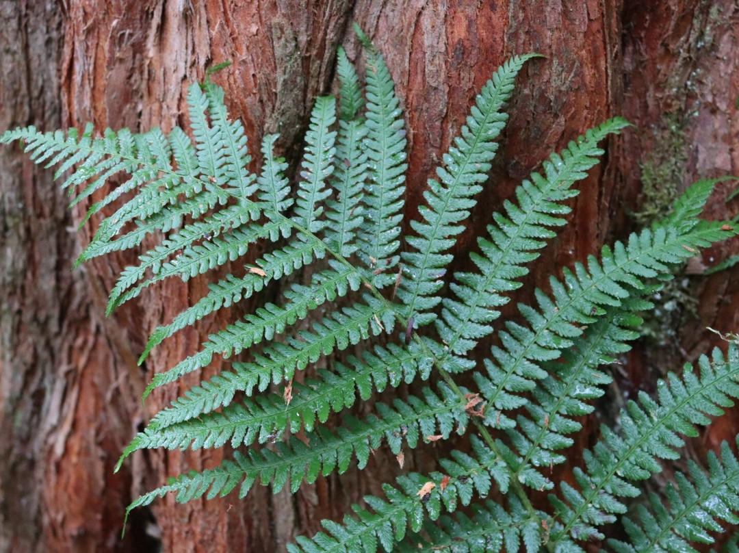 Cluny House Gardens-Aberfeldy必去景点