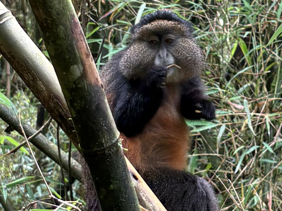 Kisoro Tours Uganda-坎帕拉必去景点