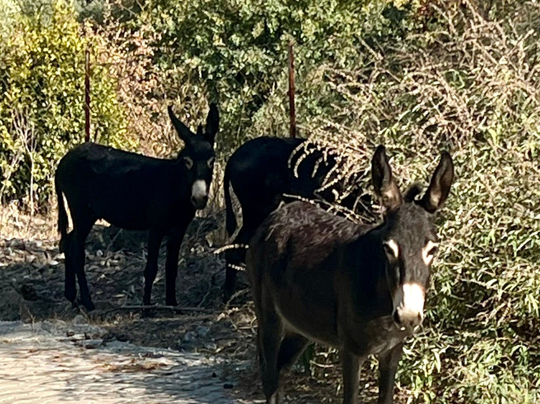 Dalyan Villa Kiydan Boat Tours-达利安必去景点