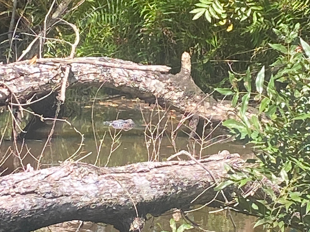 Seminole Wind Airboat tour-阿卡迪亚必去景点