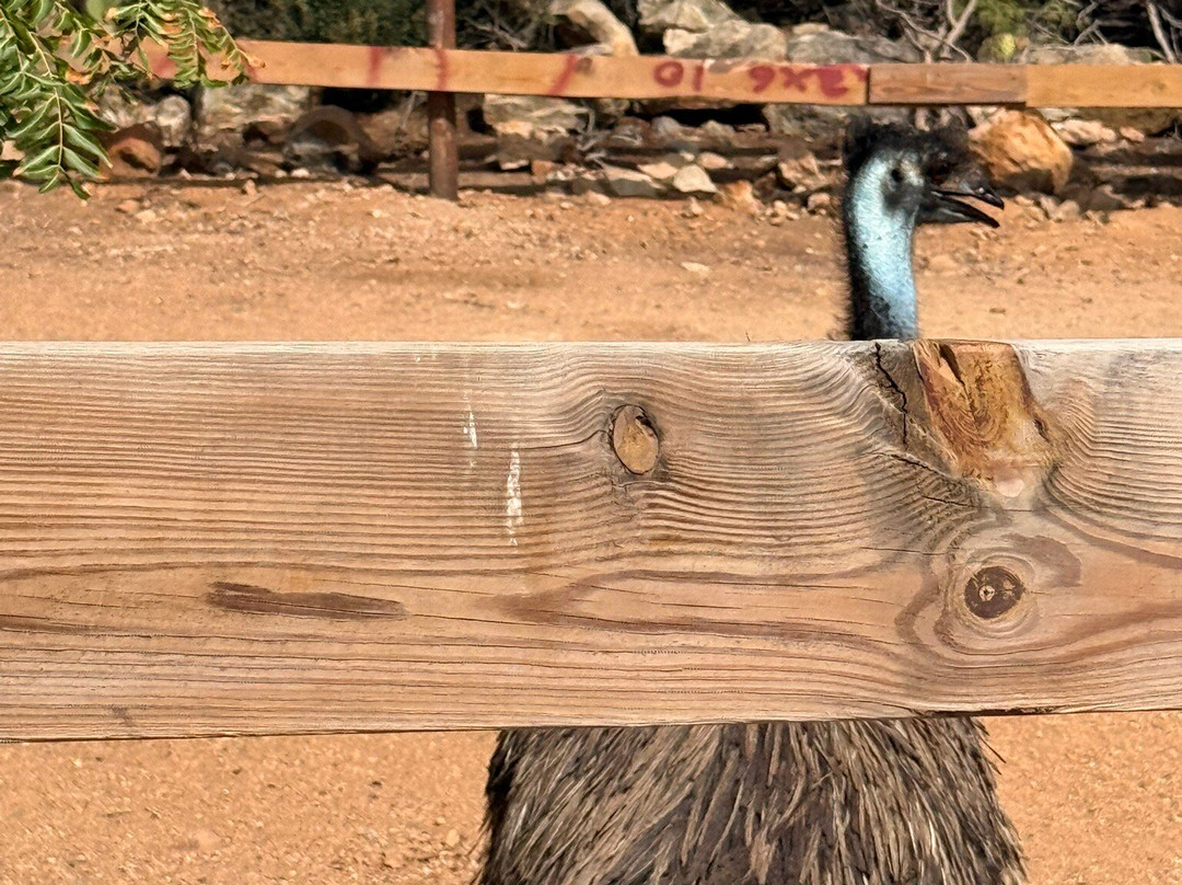 Aruba Ostrich Farm-奥腊涅斯塔德必去景点