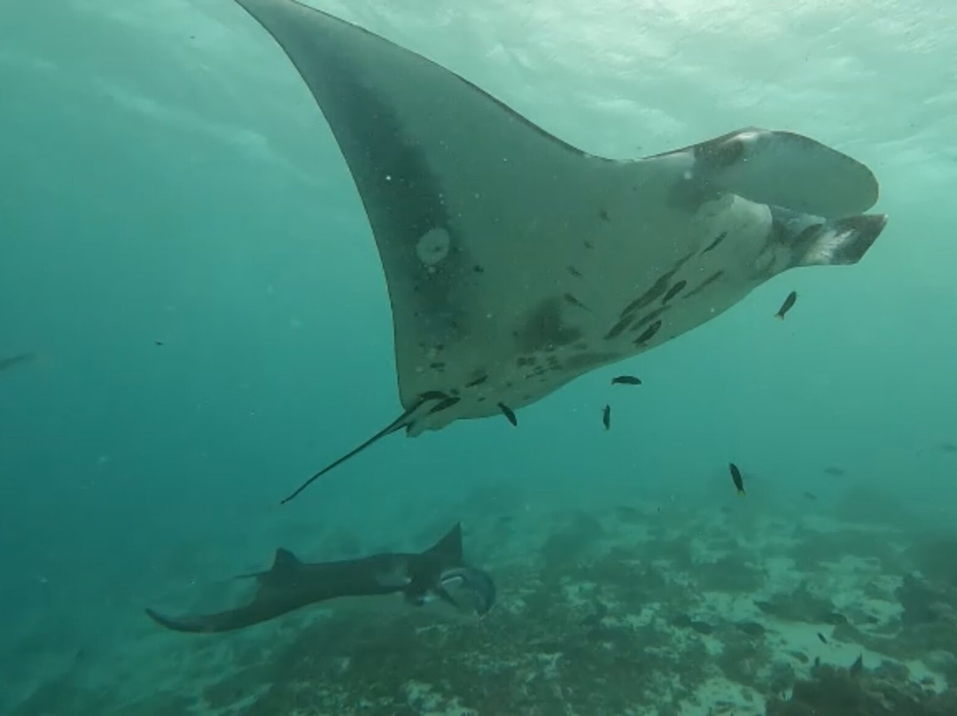 Scuba Junkie Komodo-Labuan Bajo必去景点
