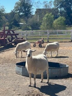 The Gentle Barn-圣克拉丽塔必去景点