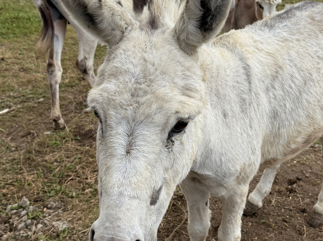 Pumpkinville-Great Valley必去景点