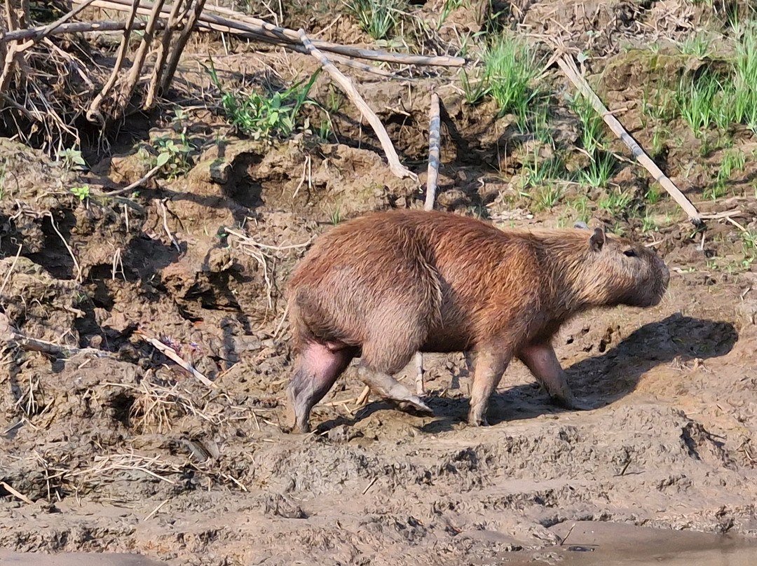 Finca Sachavacayoc lodge主图