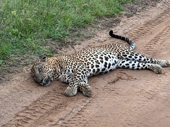 Hai Sri Lanka Tours-科伦坡必去景点