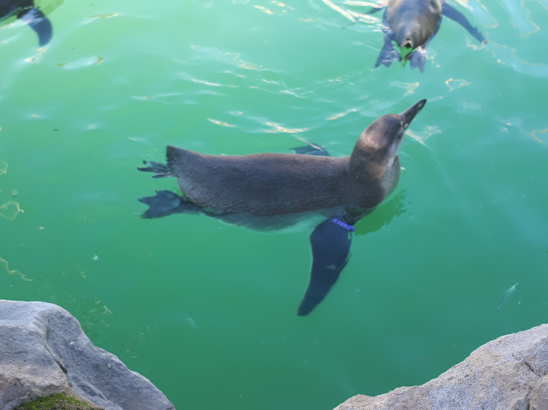 Lincoln Zoo-Newball必去景点