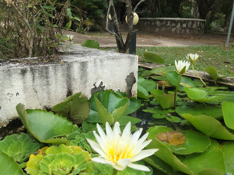 Savin Phnom Penh Private Taxi-金边必去景点