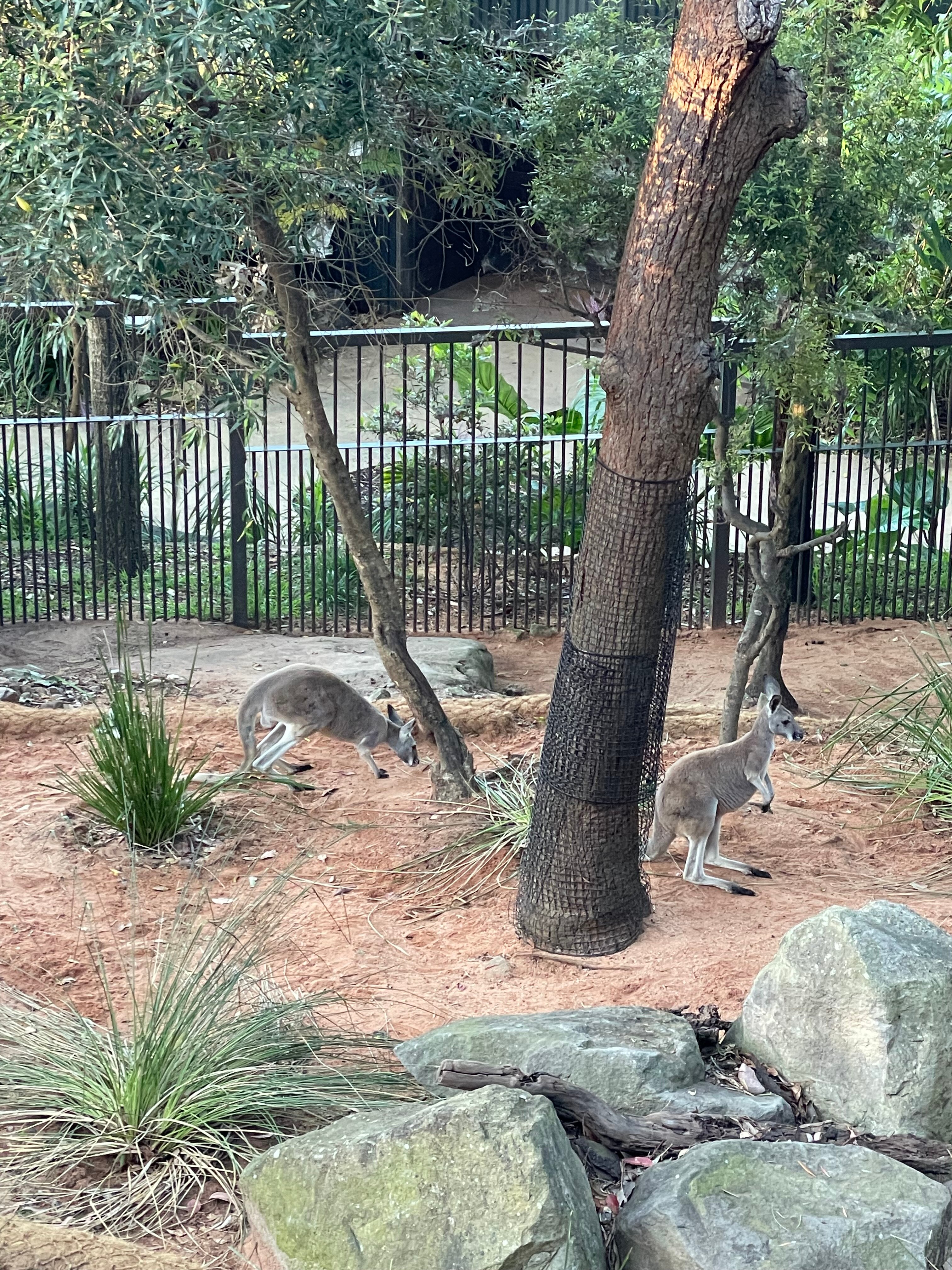 Wildlife Retreat At Taronga-酒店景观