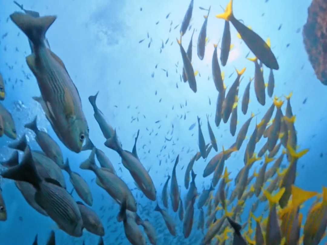 Panama Dive Center-Santa Catalina必去景点