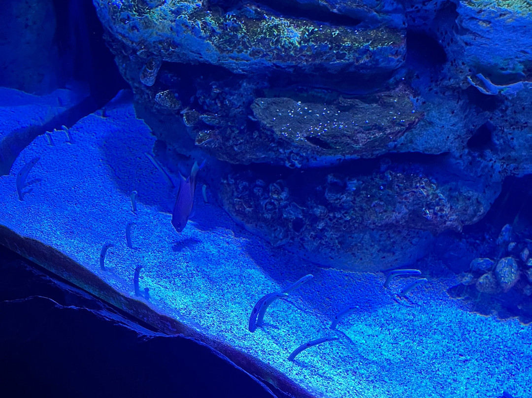 Aquarium At The Boardwalk-布兰森必去景点