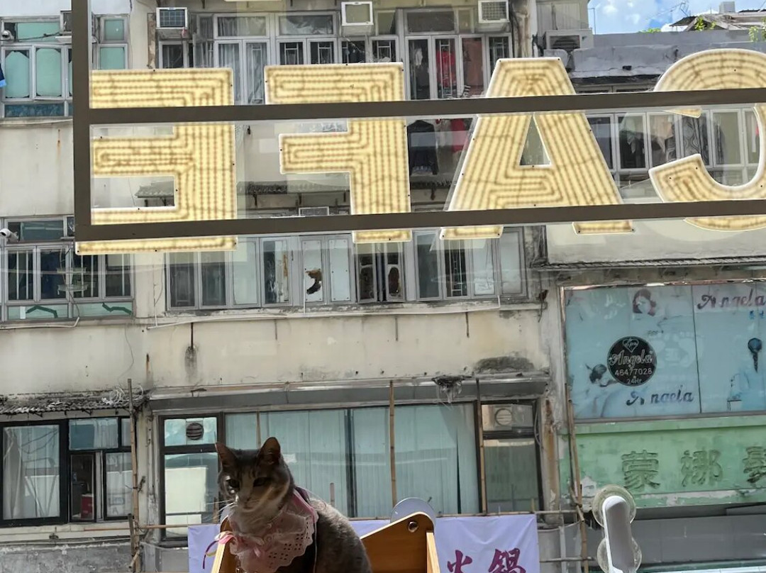 猫之茶房-香港必去景点