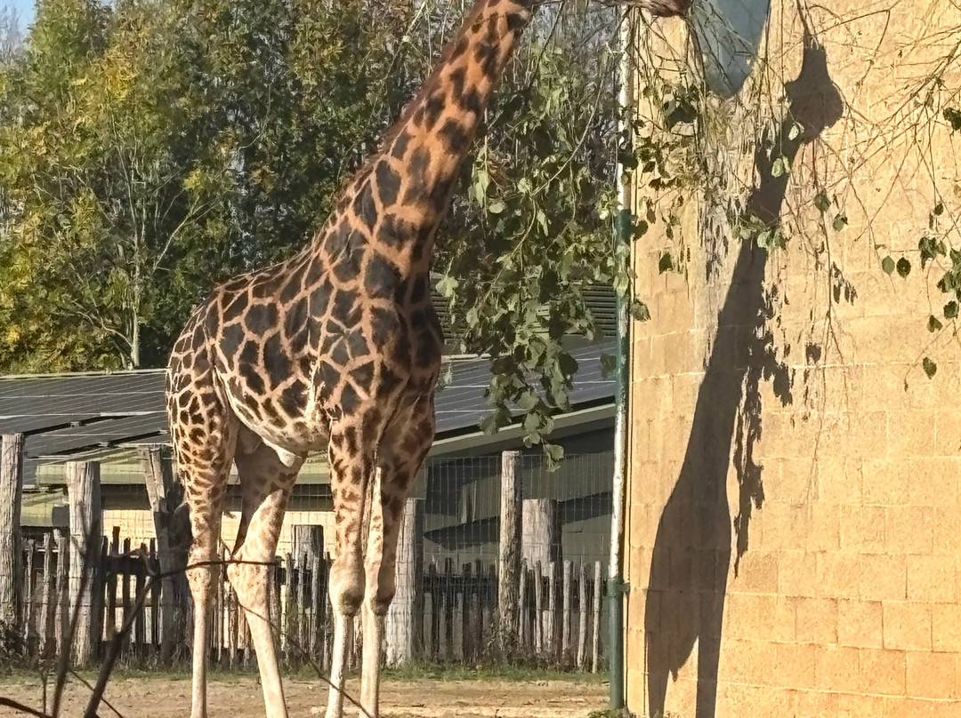 Marwell Zoo-温彻斯特必去景点