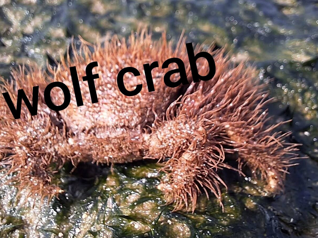 Narara Marine National Park-Devbhumi Dwarka District必去景点