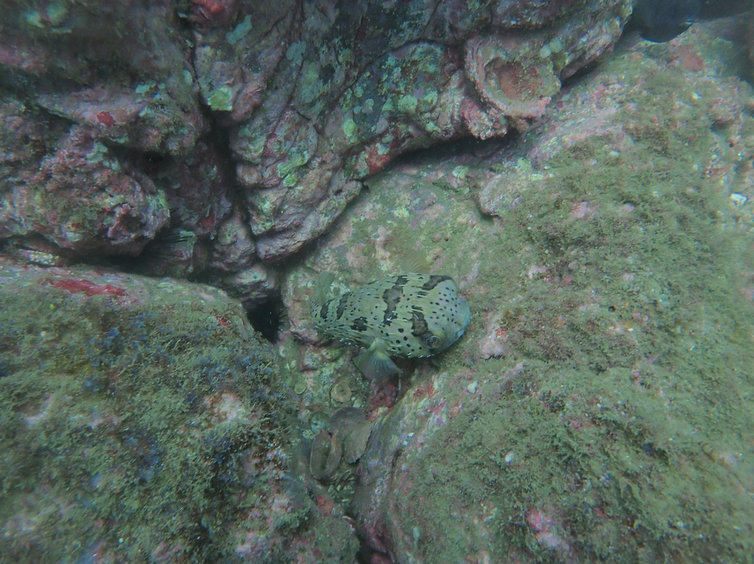 Rocket Frog Divers-Playas del Coco必去景点