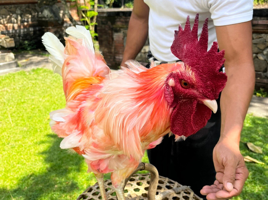 Tenganan Ancient Village-登安南必去景点