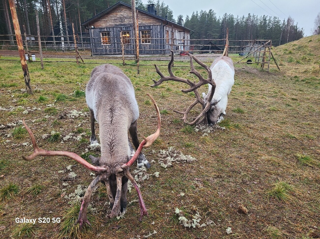 Tuula's Reindeer-伊纳里必去景点