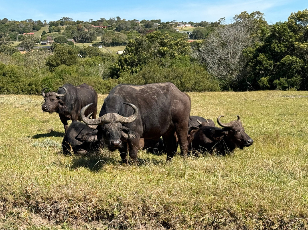 Kragga Kamma Game Park-伊丽莎白港必去景点