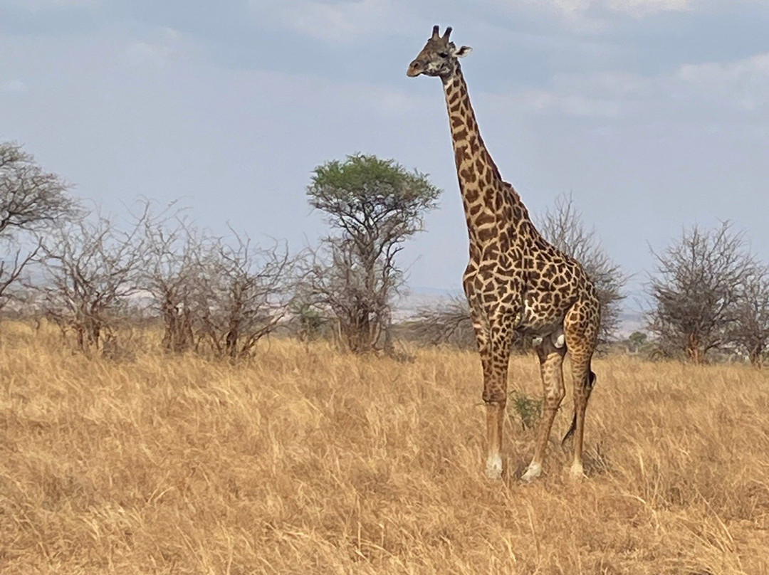 African Scenic Safaris-莫西必去景点
