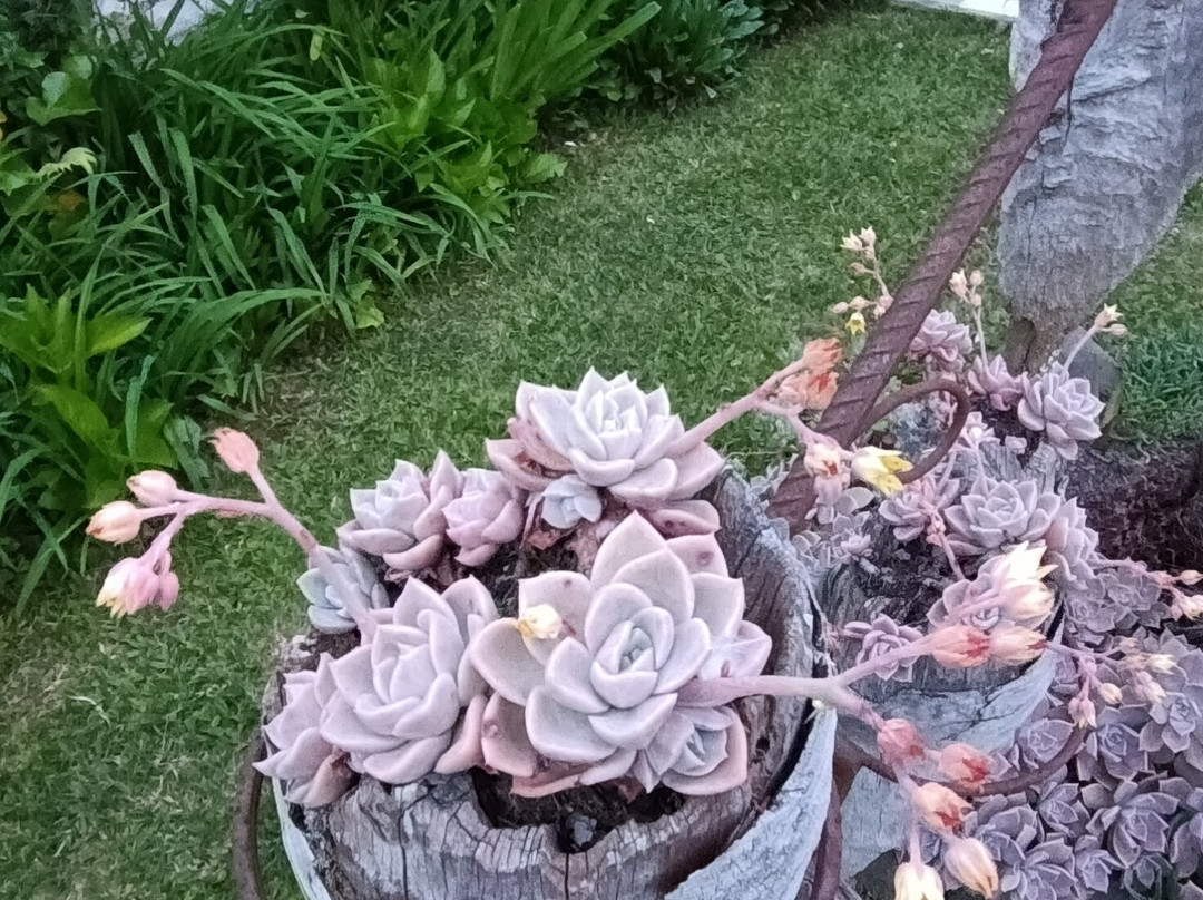 Pousada Flor de Tuna主图