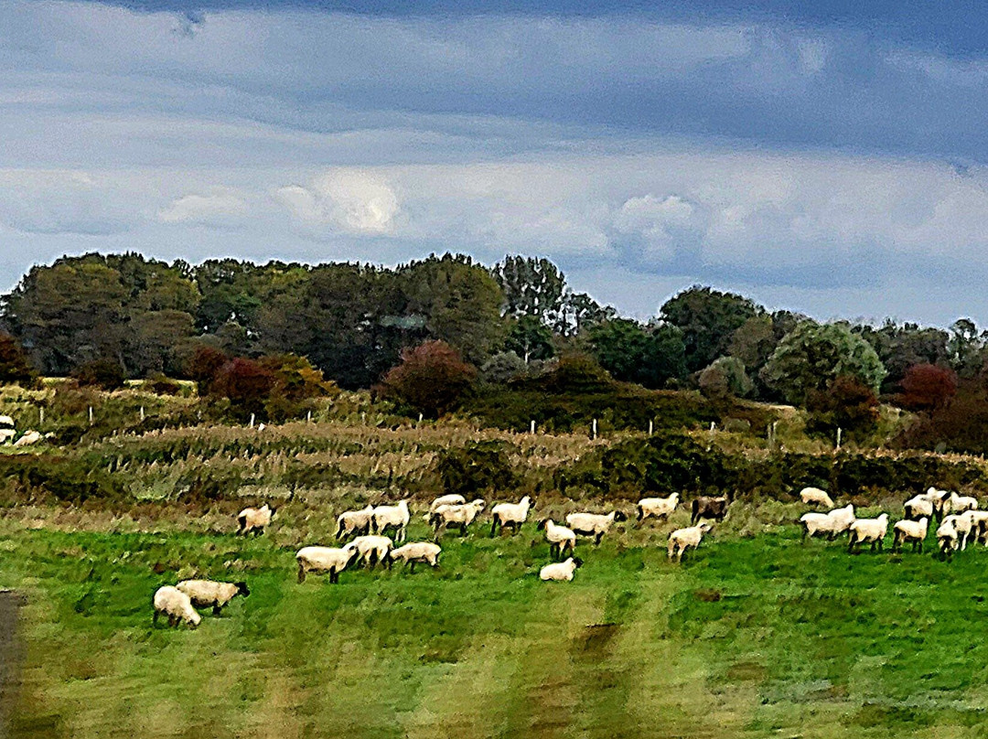 Plage Le Crotoy-Le Crotoy必去景点