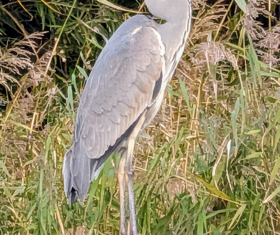 WWT Slimbridge Wetland Centre-Slimbridge必去景点