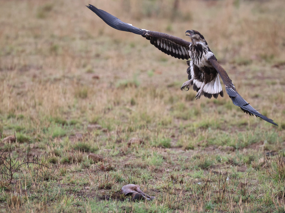 Loisico Tours and Excursions-Bloubergstrand必去景点