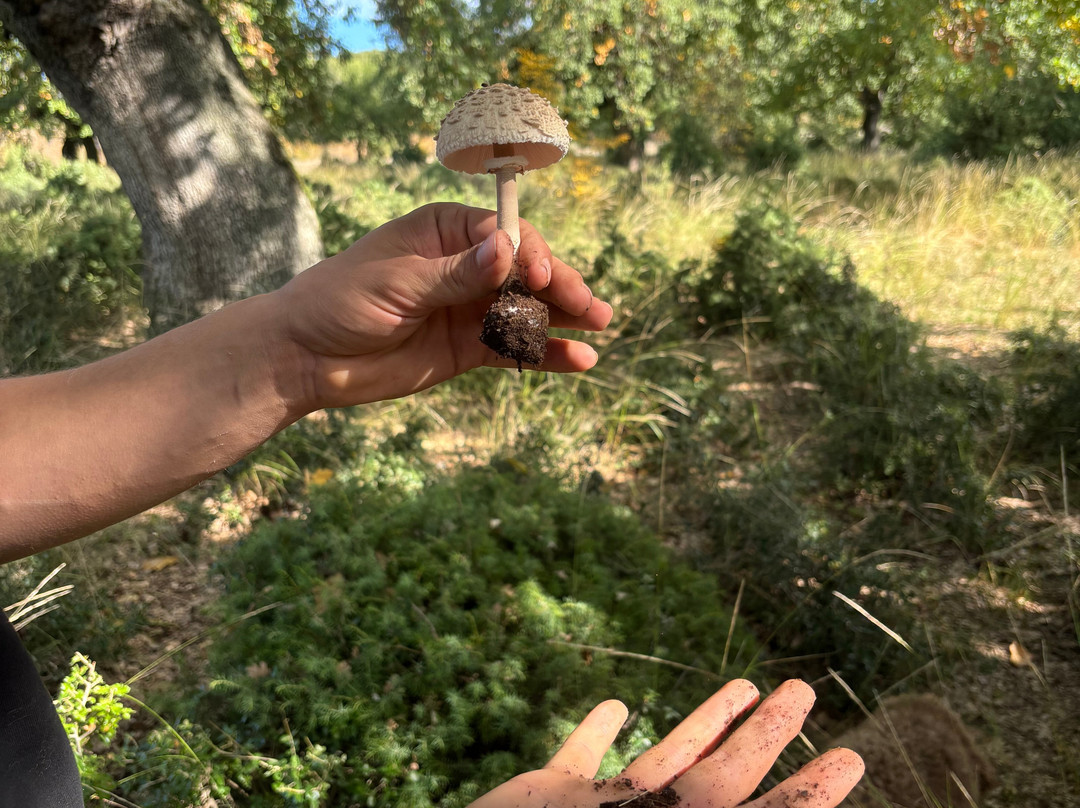 Truffle Hunting-卡兰巴卡必去景点