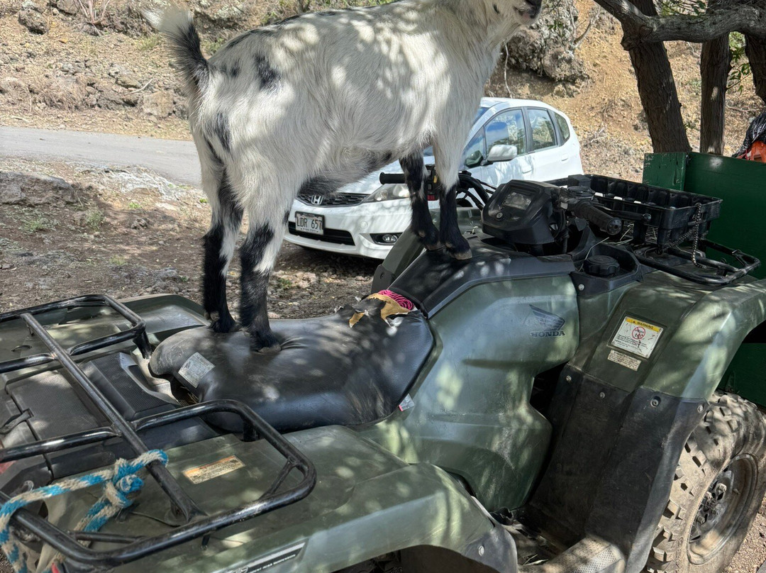 Triple L Ranch Horseback Tours-库拉必去景点