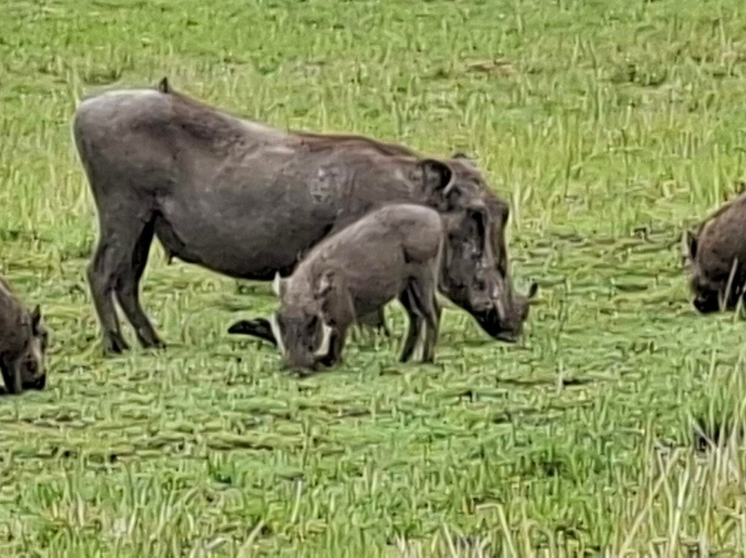 Lorna Safaris-内罗毕必去景点
