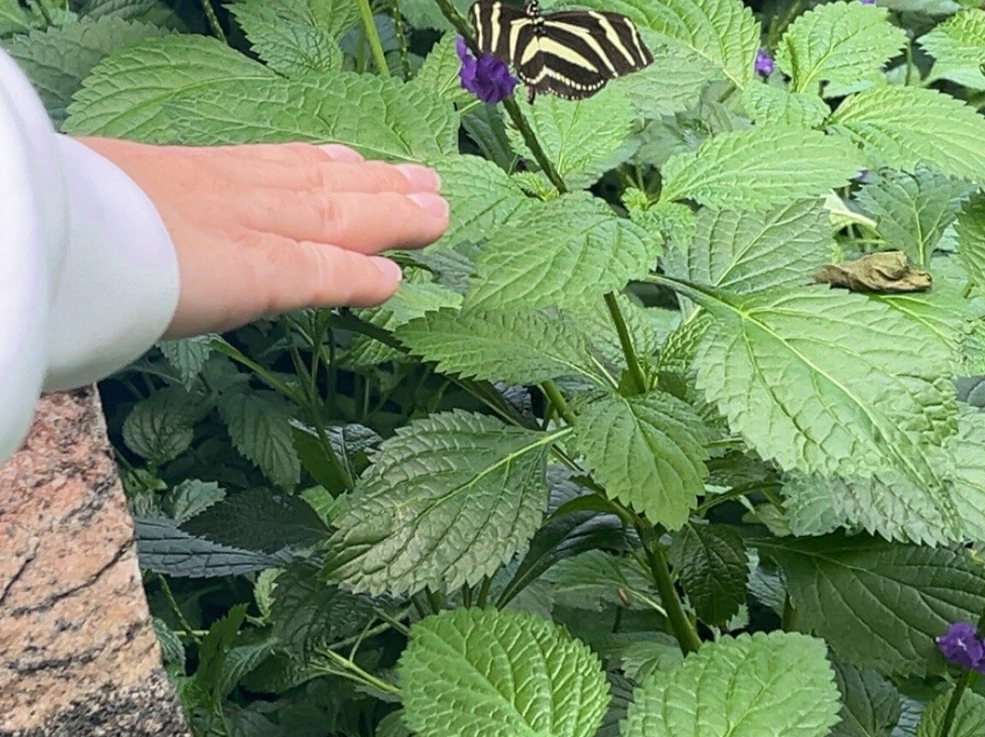 尼亚加拉公园蝴蝶馆-尼亚加拉大瀑布必去景点
