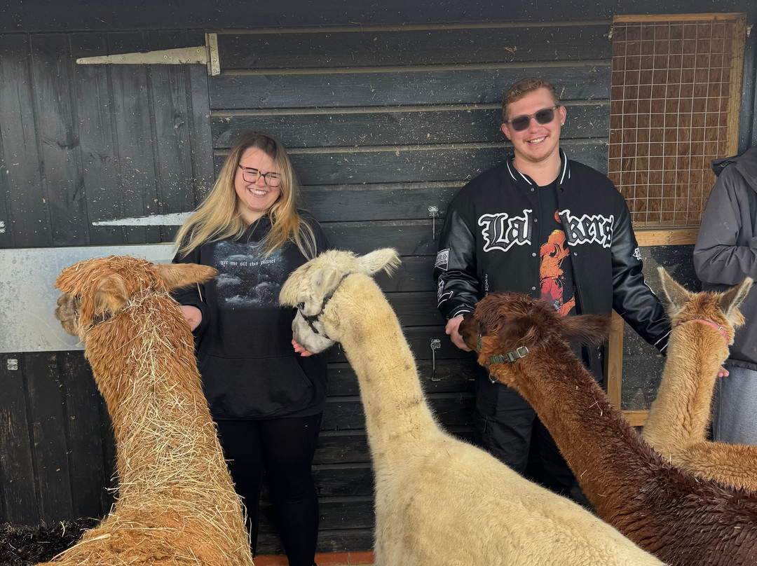 All Things Alpaca Ltd-切姆斯福德必去景点