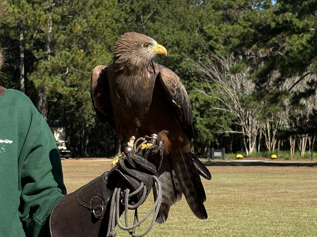 The Center For Birds Of Prey-Awendaw必去景点
