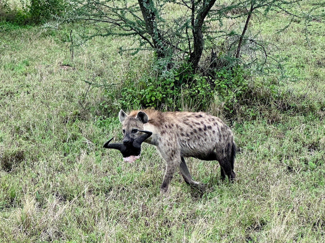 African Pangolin Safaris-Dar es Salaam必去景点