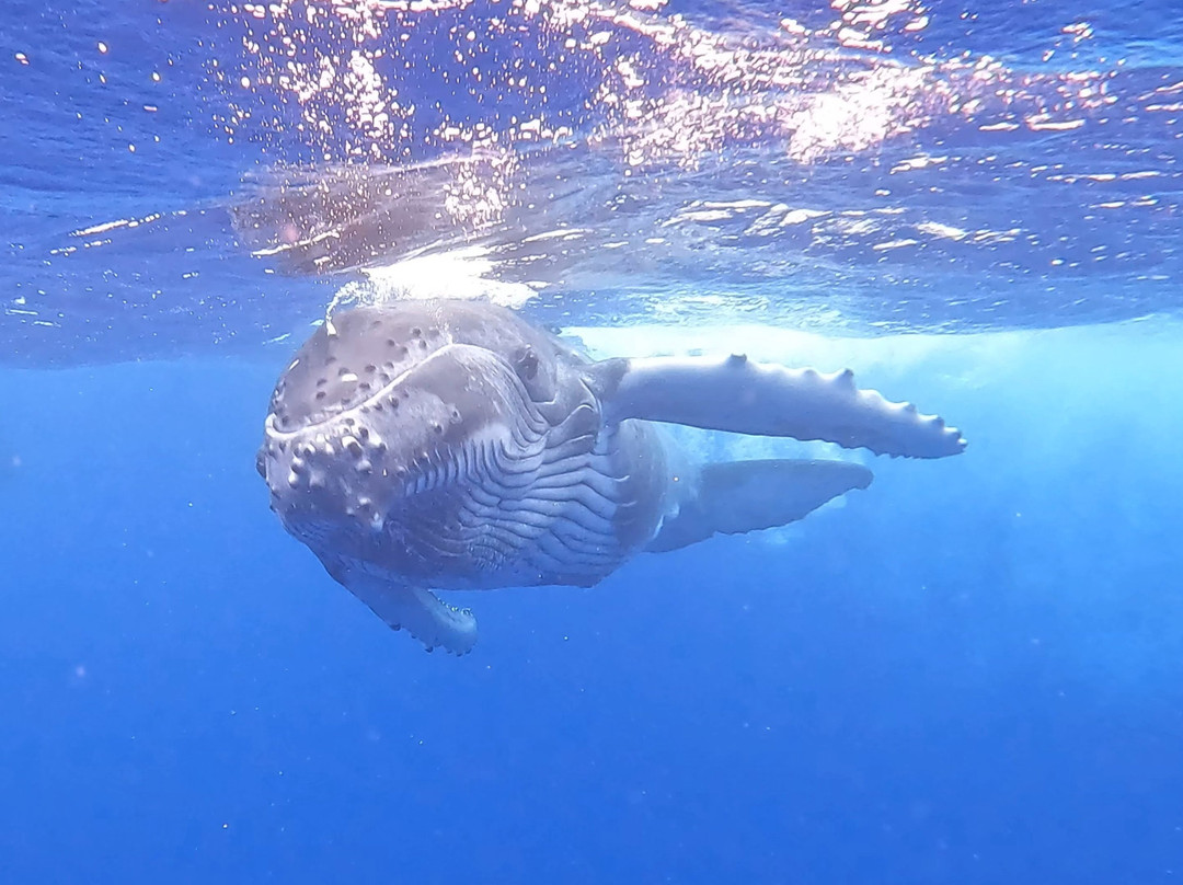 Scubapiti-莫雷阿岛必去景点