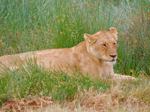 East African Voyage-阿鲁沙必去景点